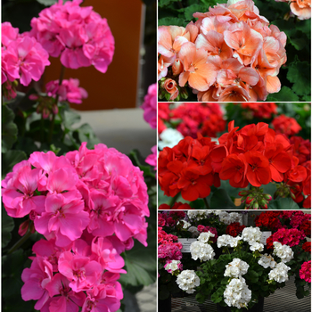 Pelargonium x hortorum 'Multiple Varieties' 