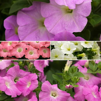 Petunia 'Avalanche Series' 