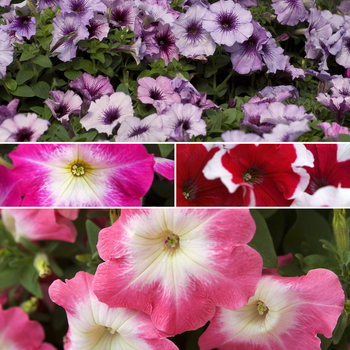 Petunia 'Series' 