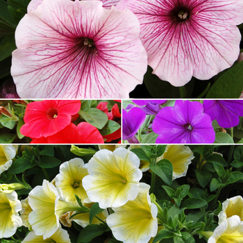 Petunia 'Surprise Series' 