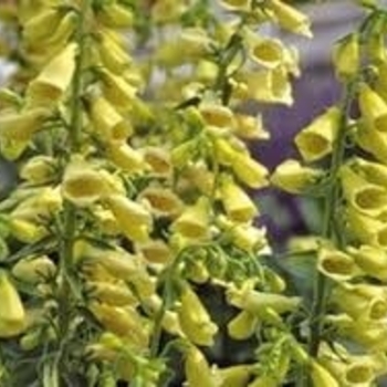 Digitalis grandiflora 'Carillon' 