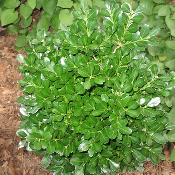 Buxus harlandii 'Richard' 