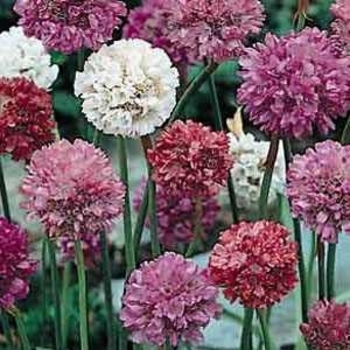 Armeria maritima 'Joystick Mix' 