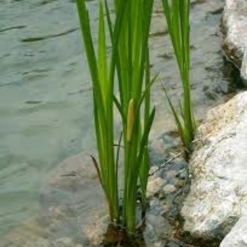 Acorus calamus