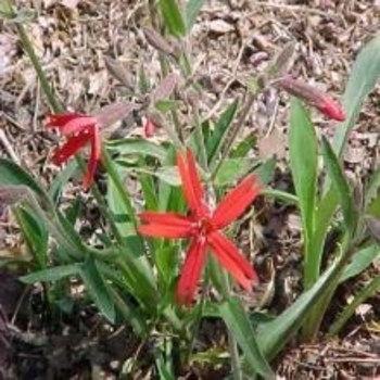 Silene virginica