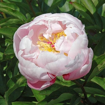 Paeonia lactiflora 'Lady Alexandra Duff' 