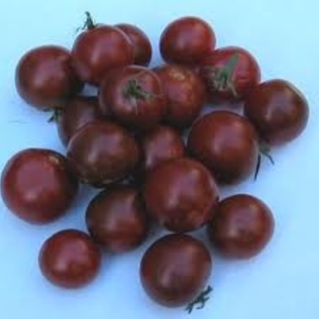 Lycopersicon esculentum 'Black Cherry' 