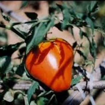 Lycopersicon esculentum 'German Red Strawberry' 