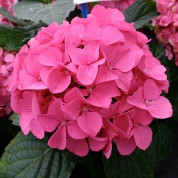 Hydrangea macrophylla 'Kolmgarip' 