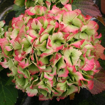 Hydrangea macrophylla 'Hortmaja' 