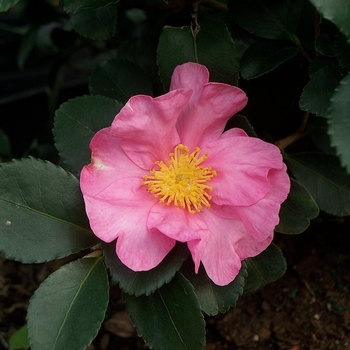 Camellia 'Long Island Pink' 