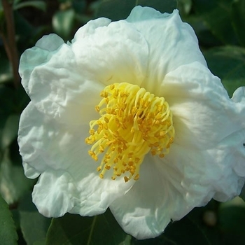 Camellia sasanqua 'Northern Exposure' 