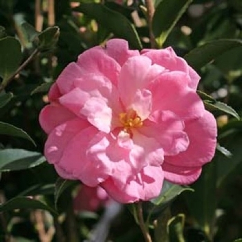 Camellia sasanqua 'Sagamio Wabisuke' 