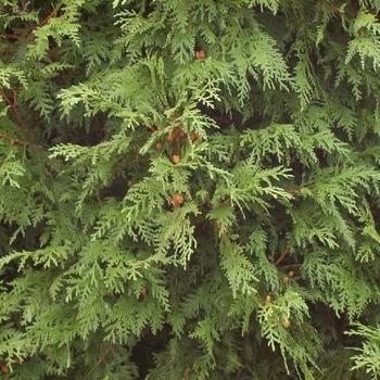 Thuja occidentalis 'Hetz Wintergreen' 