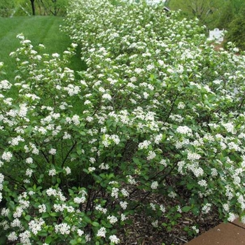 Aronia melanocarpa 'Iroquois Beauty' Morton