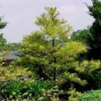 Pinus echinata