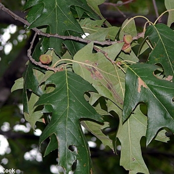 Quercus pagoda