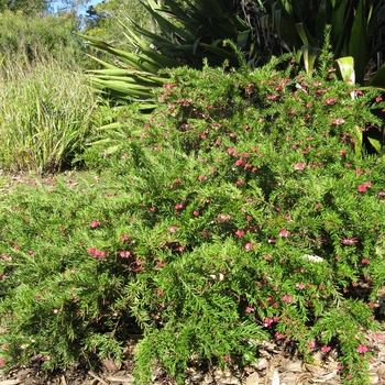 Grevillea rosmarinifolia