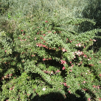 Grevillea lanigera