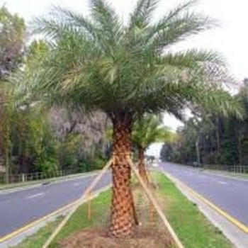 Phoenix sylvestris