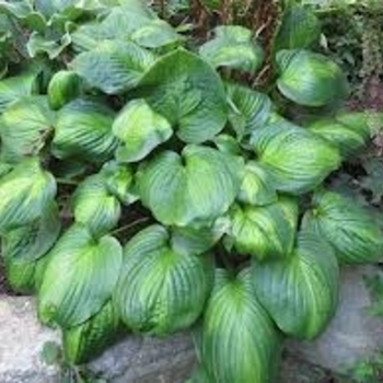 Hosta 'Avocado' 