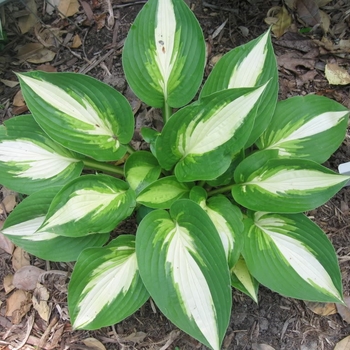 Hosta 'Ann Kulpa' 