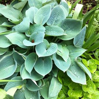 Hosta 'Azure Snow' 