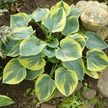 Hosta 'Aristocrat' PP11286