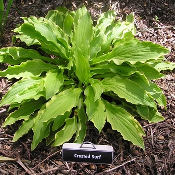 Hosta 'Crested Surf' 