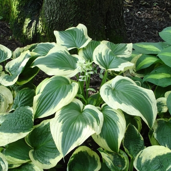 Hosta 'Fantabulous' 