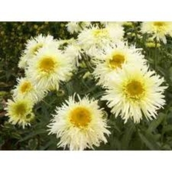 Leucanthemum x superbum 'Leukal 01' 