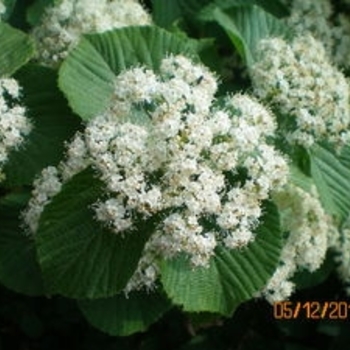 Viburnum dilatatum 'Asian Beauty' 