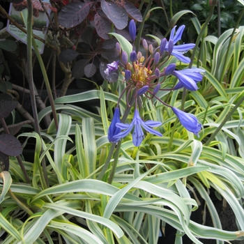 Agapanthus 'Streamline' 