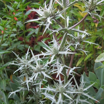 Eryngium variifolium