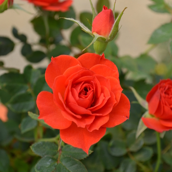 Rosa Sunblaze® '' (060077)