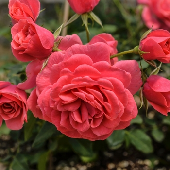 Rosa Balconia® 'Electric'