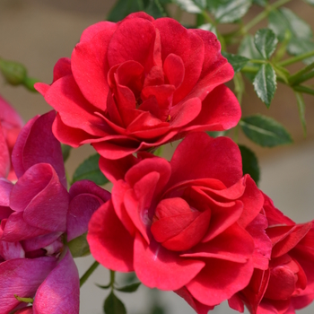 Rosa Balconia® 'Raspberry'