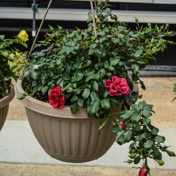 Rosa Balconia® 'Hot Pink'