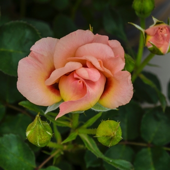 Rosa Eyeconic® 'Pink Lemonade'