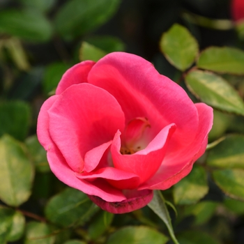 Rosa 'Flamingo Kolorscape™'