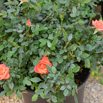 Rosa Garden Treasures™ 'Gemstone™'