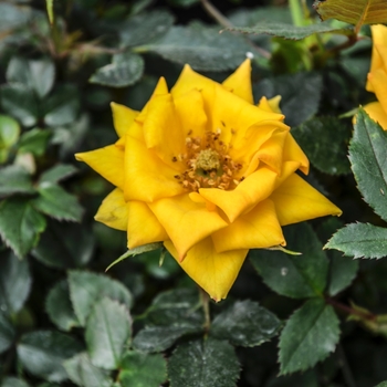 Rosa Garden Treasures™ 'Pieces of Eight™'