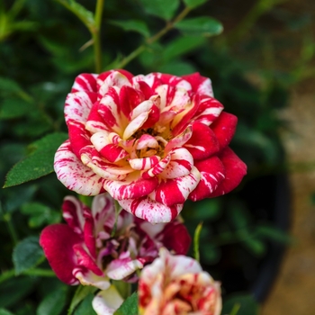 Rosa Garden Treasures™ 'Ruby Star™' MORcharlie