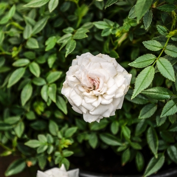 Rosa Garden Treasures™ 'True Pearl™;'