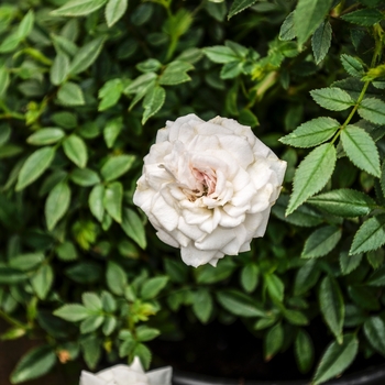 Rosa 'True Pearl™;' Cinderella