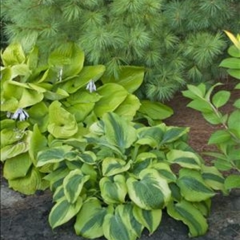 Hosta 'Afterglow' 