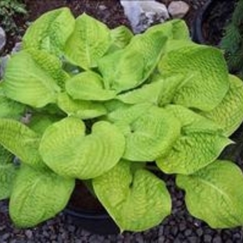 Hosta 'Mayflower Moon' 