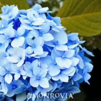 Hydrangea macrophylla 'All Summer Beauty' 