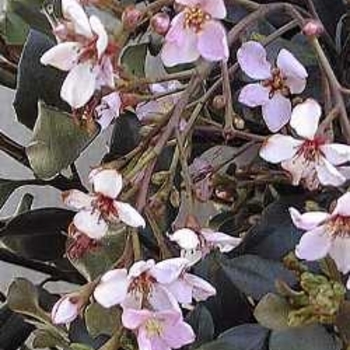 Rhaphiolepis indica