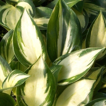 Hosta 'Pathfinder' 